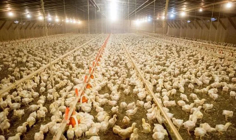 養(yǎng)殖業(yè)消毒對農(nóng)村經(jīng)濟(jì)的發(fā)展意義重大(圖1) 養(yǎng)殖業(yè)消毒對農(nóng)村經(jīng)濟(jì)的發(fā)展意義重大(圖1)